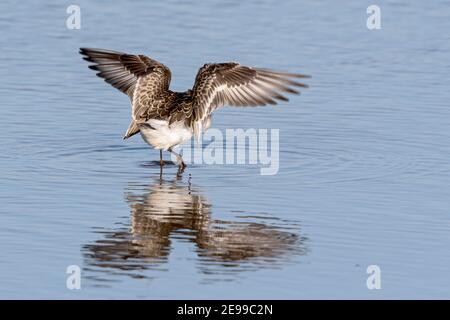 Curlew Sandpiper, Calidris ferruginea, Jungvogel landet im seichten Wasser auf Migration, Norfolk, Großbritannien, 29. August 2017 Stockfoto