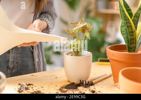 Frau Gärtner Bewässerung Pflanze Stockfoto