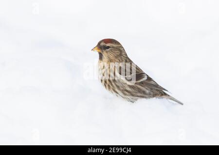 Gemeiner Rotkehlenfischer oder Mealy Rotkehlenfischer (Acantthis flammea) im Winter Stockfoto