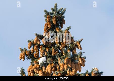 Abies concolor, die weiße Tanne im Winter Stockfoto