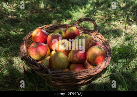 Ernte von Äpfeln im Weidenkorb. Es liegt auf einem grünen Gras. Nahaufnahme. Stockfoto