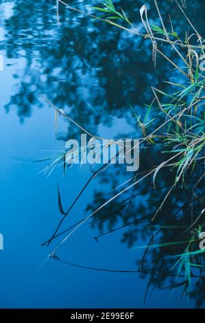 Grüne Blätter am Seeufer mit Reflexion in blauem Wasser, ruhige Natur Stockfoto