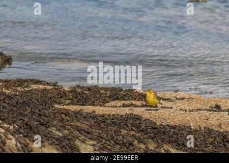 Vogel motacilla cinerea oder graue Bachstelze auf Meeresfelsen Stockfoto
