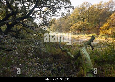 Umgestürzten Baum am Cannop Teiche im Herbst. Forest of Dean. Gloucestershire. England. VEREINIGTES KÖNIGREICH. Stockfoto