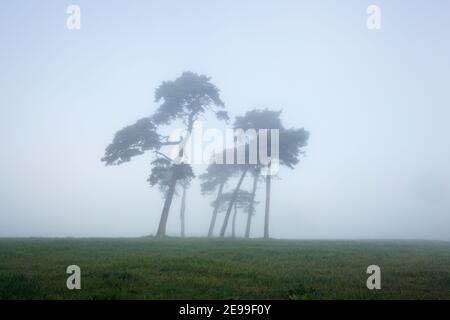Cluster von Schotten Kiefern im Nebel. Somerset. VEREINIGTES KÖNIGREICH. Pinus sylvestris Stockfoto