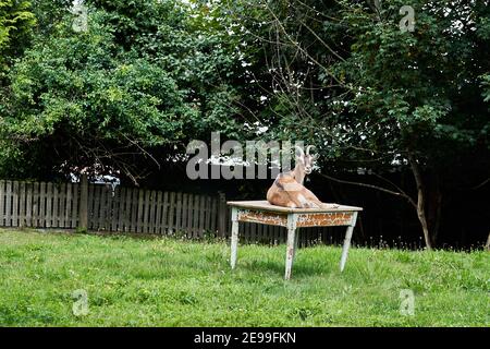 Lustige Hausziege, Capra aegagrus hircus, auf einem Tisch in einem Garten liegend Stockfoto