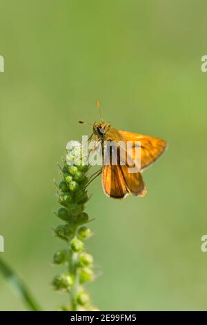 Large Skipper Butterfly, Ochlodes sylvanus, in Ruhe auf Pflanzenstamm im Bernwood Forest, Buckinghamshire, 4th. Juli 2019. Stockfoto