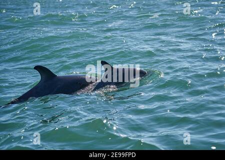 Lagenorhynchus australis, Peale Delfine schwimmen im türkisfarbenen Wasser des atlantiks an der Küste von patagonien in argentinien, zeigt die Stockfoto