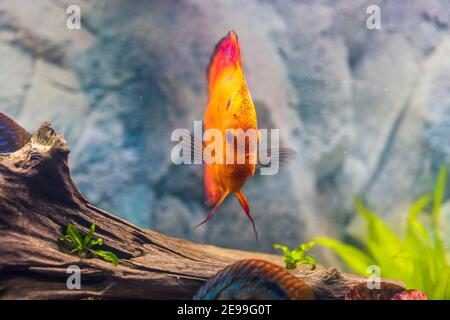Nahaufnahme der wunderschönen roten Melone Diskus Aquarium Fische isoliert auf blauem Hintergrund. Hobby-Konzept. Stockfoto
