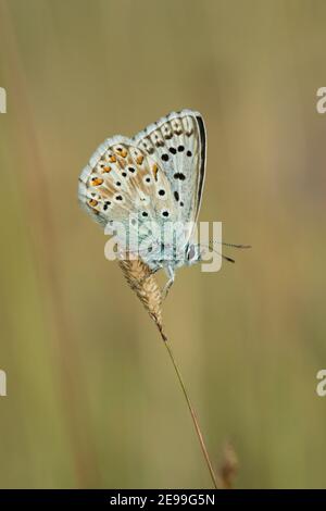 Männchen Chalkhill Blue Butterfly, Polyommatus coridon, in Ruhe auf Grasstamm bei Lardon Chase, Berkshire, 1st. August 2019. Stockfoto