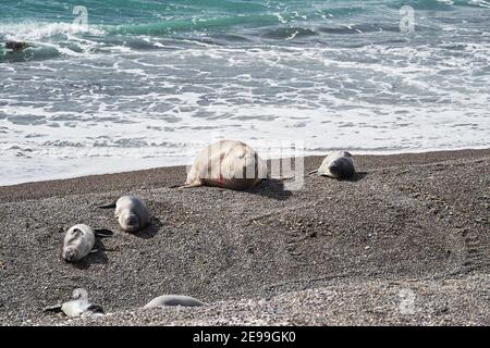 Mirounga, Elefantenrobbe mit Verletzung am Hals am felsigen Strand der Halbinsel Vlades in Argentinien gelegen. Groß eine massive Robbe, umgeben von Sever Stockfoto