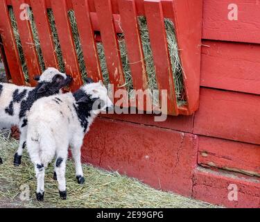 Zwei Ziegen essen Heu im Beacon Hill Park in Victoria, B.C. Kanada Stockfoto