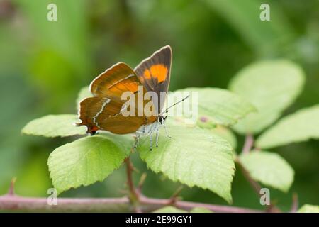 Weibchen, Brauner Hairstreak Schmetterling, Thecla betulae, in Ruhe auf Brambleaf, Rubus fruticosus, RSPB's Otmoor Reserve, Oxfordshire, 4th. August 2019. Stockfoto