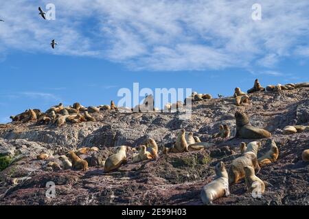 Otaria flavescens ist der südamerikanische Seelöwe, auch Southern Sea Lion oder Patagonischer Seelöwe und kann an der Küste von Patagonien in Argentinien gefunden werden Stockfoto