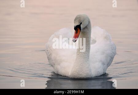 Ein weißer Schwan mit kleinen Wassertropfen auf seinem Hals schwebt auf dem See Stockfoto