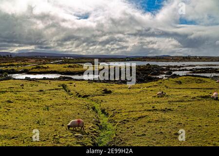 County Galway, Irland. Schafe im Feld in der Connemara Region, County Galway, Irland. Stockfoto