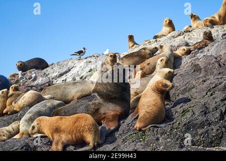 Otaria flavescens ist der südamerikanische Seelöwe, auch Southern Sea Lion oder Patagonischer Seelöwe und kann an der Küste von Patagonien in Argentinien gefunden werden Stockfoto