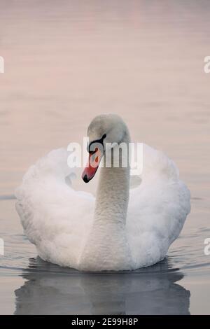 Ein weißer Schwan mit kleinen Wassertropfen auf seinem Hals schwebt auf dem See Stockfoto