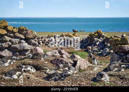 Spheniscus magellanicus, eine Gruppe von magellanic Pinguinen, sitzt in ihren Nestern auf isla pinguino an der Küste von Argentinien in Patagonien, mit felsigen st Stockfoto