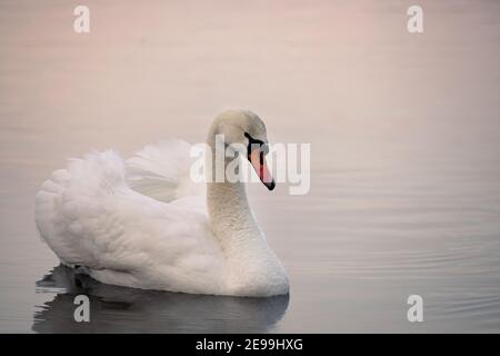 Ein weißer Schwan mit kleinen Wassertropfen auf seinem Hals schwebt auf dem See Stockfoto