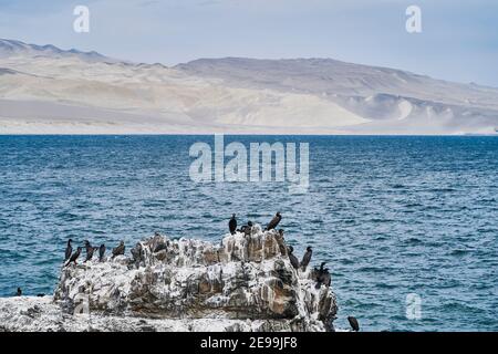 Vogelkolonie von Guano Kormoran im Paracas Nationalpark an der Pazifikküste Perus. Guanay Kormorant oder Guanay Shag, Leucocarbo bougainvi Stockfoto