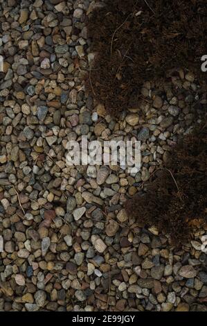 Ein Evergreen Strauch dringt in ein Kiesbett mit abgerundeten Flussfelsen gefüllt. Stockfoto