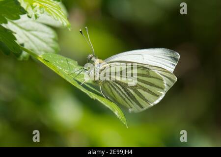 Grüner weißer Schmetterling, Pieris napi, in Ruhe in einem Garten in Harwell, Oxfordshire, 2nd. Mai 2020. Stockfoto