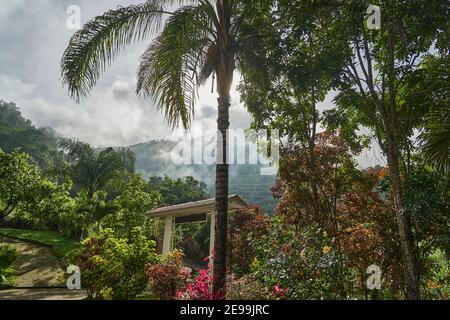 Nebel steigt aus dem üppigen grünen Regenwald im Süden Ecuadors über den anden, Südamerika Stockfoto