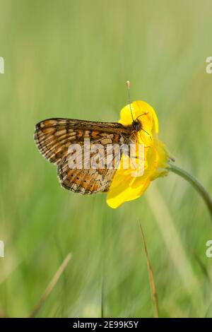 Marsh Fritillary Butterfly, Euphydryas aurinia, nectaring on Creeping Buttercup, Ranunculus repens, im BBOWT's Seven Barrows Reserve, Berkshire. Stockfoto