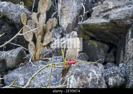 Erwachsene Rotfußbooby, Sula sula, ist ein großer Seevögelchen, der auf den Galapagos Inseln beheimatet ist und in der natürlichen Umgebung sitzt. Ecuador, Südamerika Stockfoto