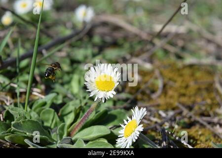 Biene auf Kamille auf der Wiese Stockfoto