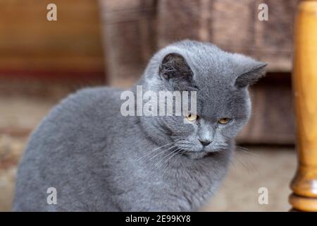 Britische graue Katze. Porträt eines Haustieres im Zimmer sitzen. Stockfoto