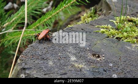 Stictoleptura rubra, der rotbraune Longhorn-Käfer, ist eine Käfer-Art aus der Familie der Cerambycidae. Sitzt auf einem Baum mit Moos Stockfoto