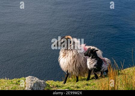 Keel West, County Mayo, Irland. 26th. April 2016. Schafe am Meer in der Nähe von Keel West, County Mayo, Irland. Stockfoto