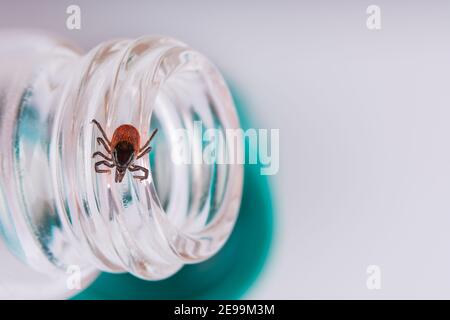 Hirsch ticken auf kleinen Glas Labor-Reagenzglas auf einem weißen Hintergrund. Ixodes ricinus. Gefährlicher Parasit auf Faden Detail der offenen medizinischen Fläschchen im Labor. Stockfoto