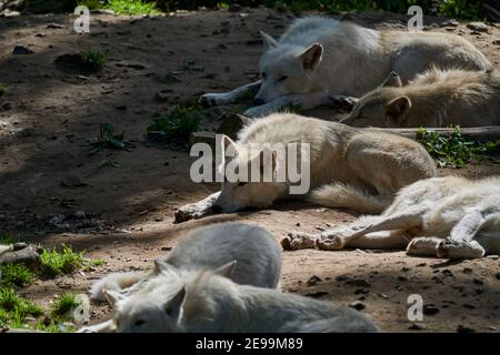 Wolfsrudel von großen und weißen Hudson Bay Wolf, lebt in der Arktis und an der nordwestlichen Küste der Hudson Bay in Kanada, Nordamerika. Canis lupus huds Stockfoto