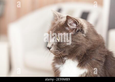Porträt einer hübschen chartreux Katze mit langen Haaren und gelben Augen. Stockfoto