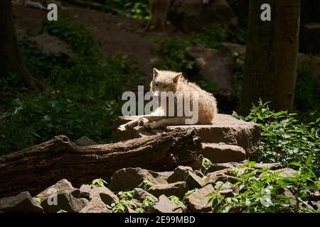 Wolfsrudel von großen und weißen Hudson Bay Wolf, lebt in der Artik und an der nordwestlichen Küste der Hudson Bay in Kanada, Nordamerika. Canis lupus hudso Stockfoto