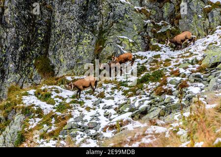 Slowakische Gämsen beim Wandern über den Berg in der Hohen Tatra (Vysoke Tatry) der Slowakei Stockfoto