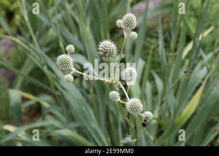Nahaufnahme eines Rattlesnake-Meisters, Eryngium yuccifolium, Pflanze mit einer Hummel, die Nektar aus den Blumen in Wisconsin, USA, sammelt Stockfoto