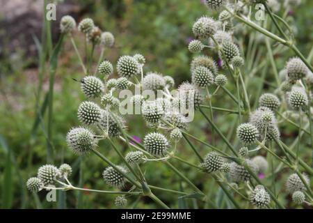 Nahaufnahme eines Rattlesnake-Meisters, Eryngium yuccifolium, Pflanze mit einer Hummel, die Nektar aus den Blumen in Wisconsin, USA, sammelt Stockfoto