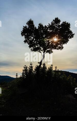 Eine aufgehende Sonne, die durch die Blätter eines kleinen rast Baum Stockfoto