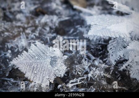 Nahaufnahme von Kristalldendrit, Schneeflocke von mehrverzweigter baumähnlicher Form. Winter Natur Makroansicht, selektiver Fokus Stockfoto
