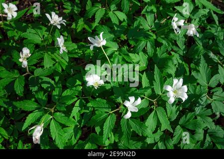 Draufsicht auf weiße Blumen Anemone nemorosa im grünen Gras am sonnigen Frühlingstag. Selektiver Fokus, blühender Pflanzenhintergrund Stockfoto