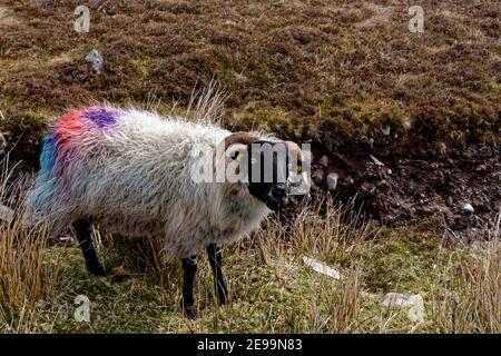 Ashleam, County Mayo, Irland. 26th. April 2016. Schafe im Feld in der Nähe von Ashleam, County Mayo, Irland. Stockfoto