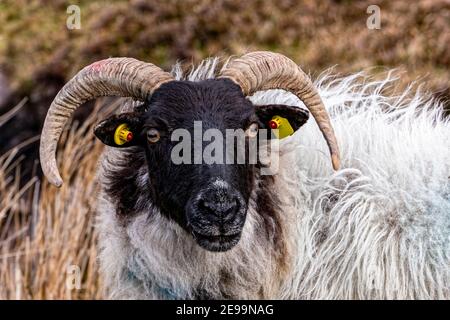 Ashleam, County Mayo, Irland. 26th. April 2016. Schafe im Feld in der Nähe von Ashleam, County Mayo, Irland. Stockfoto