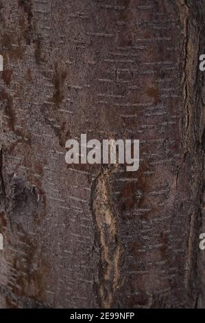 Vollformat-Foto der Hashings und der dünnen Rinde eines Waldkirsche (prunus avium) Baumes für den Einsatz als Hintergrund oder Präsentationsfolie. Stockfoto