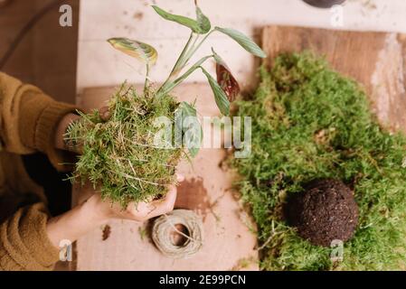 Nahaufnahme der Hände halten kokedama, diy japanische Dekoration mit Pflanzen und Moos, während zu Hause mit Erde und Seil. Lernen Home Gartenarbeit Stockfoto