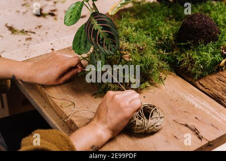 diy Hause gemacht kokedama. Frau, die traditionelle japanische Moos Ball zu Hause mit Boden und Seil. Lernen Home Gartenarbeit Stockfoto