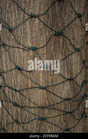 Verdunkelte Netze von Weihnachtslichtern hängen in einem Diamantmuster an der Rinde eines Baumes. Stockfoto